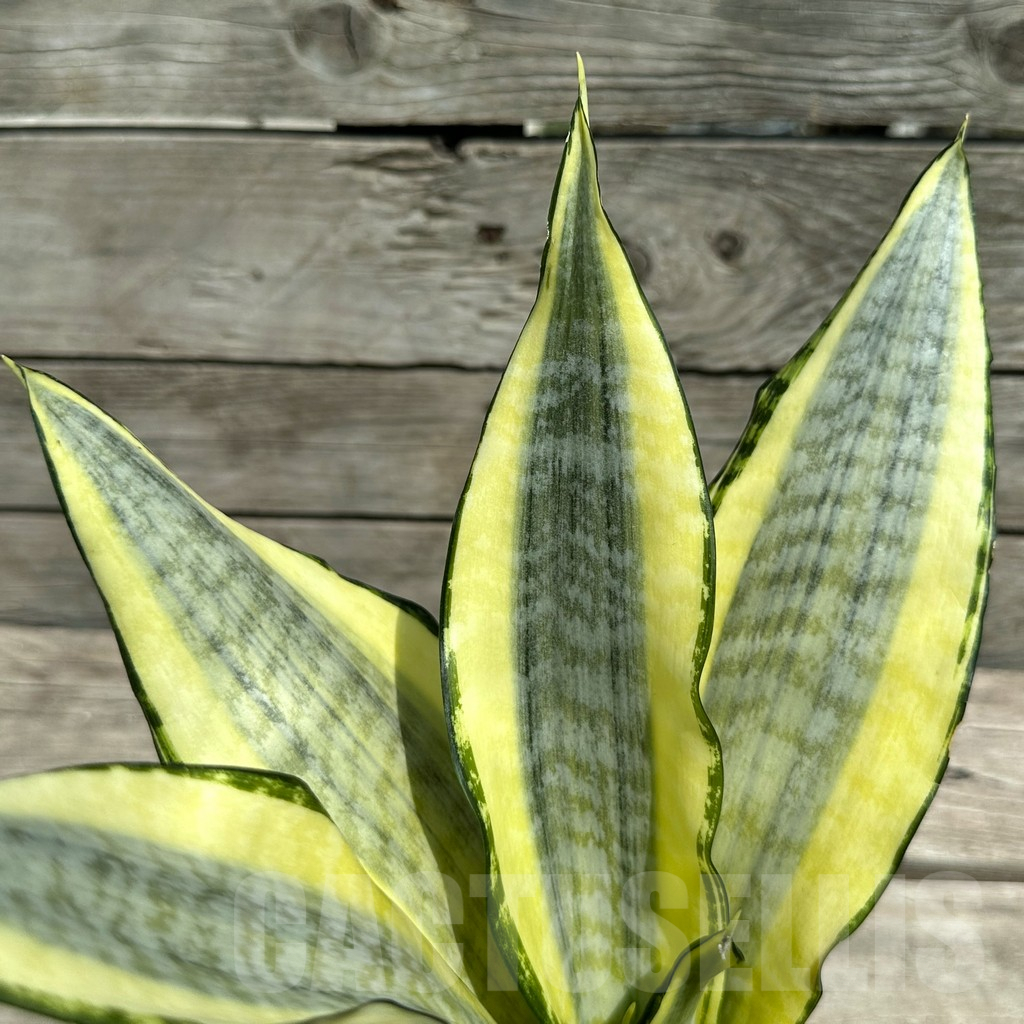SHPR28478 Sansevieria ‘Asahi’