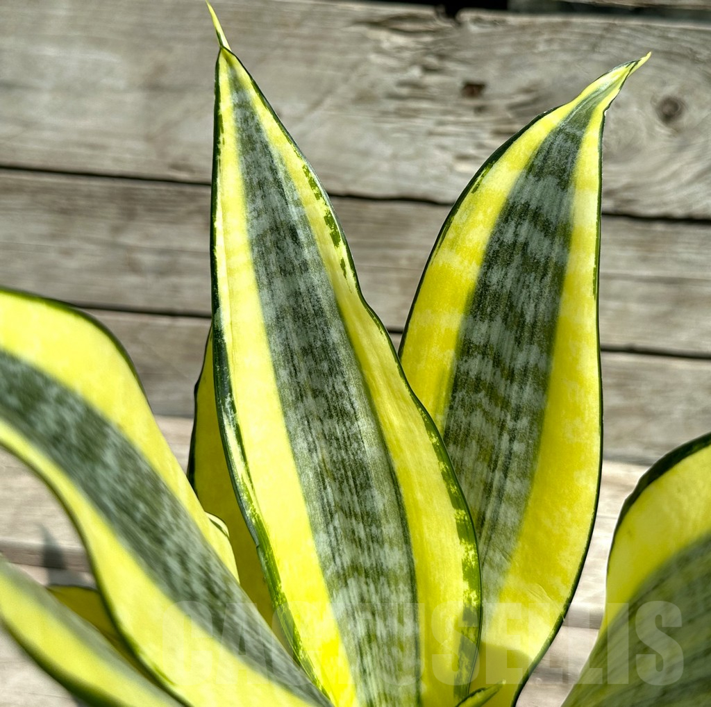 SHPR28479 Sansevieria ‘Asahi’
