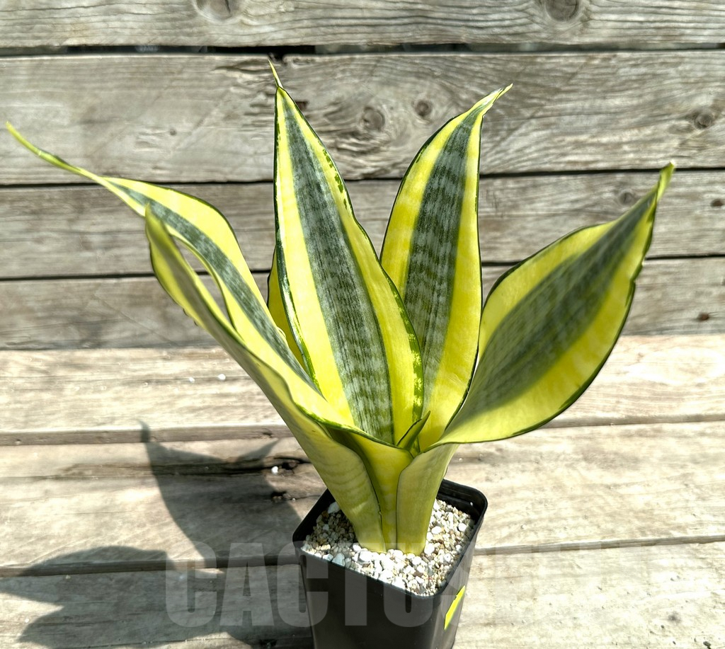 SHPR28479 Sansevieria ‘Asahi’ - Image 2