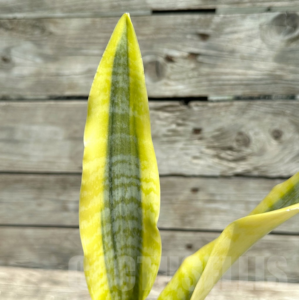 SHPR28480 Sansevieria ‘Gold Superba’