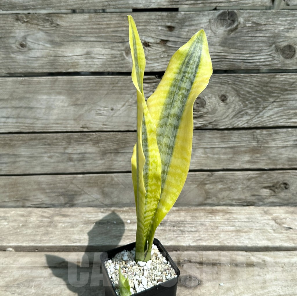 SHPR28480 Sansevieria ‘Gold Superba’ - Image 2