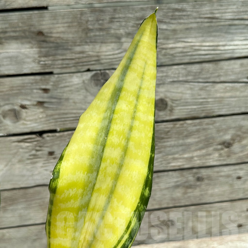 SHPR28481 Sansevieria ‘Futura gold’ - Obrázek 2