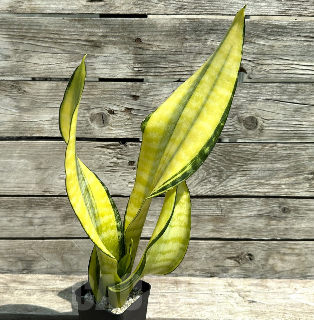 SHPR28481 Sansevieria ‘Futura gold’