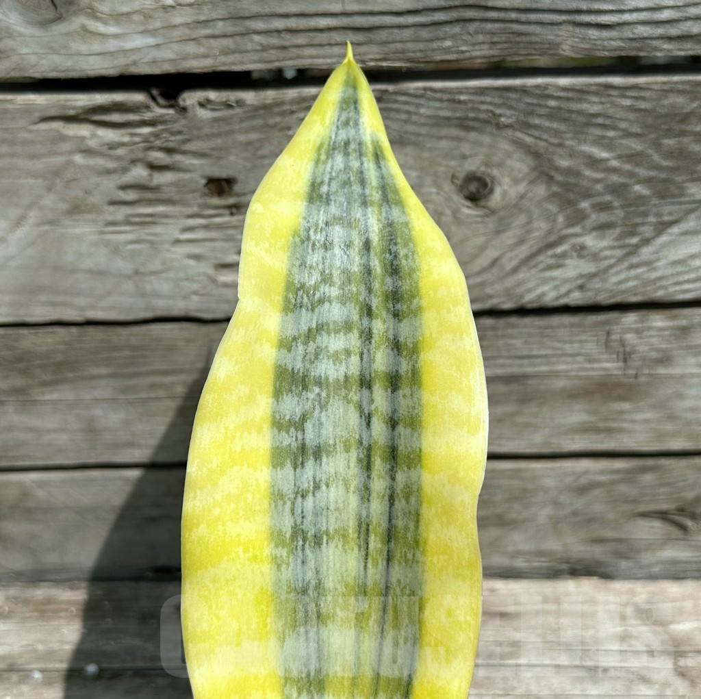 SHPR28482 Sansevieria ‘Gold Superba’