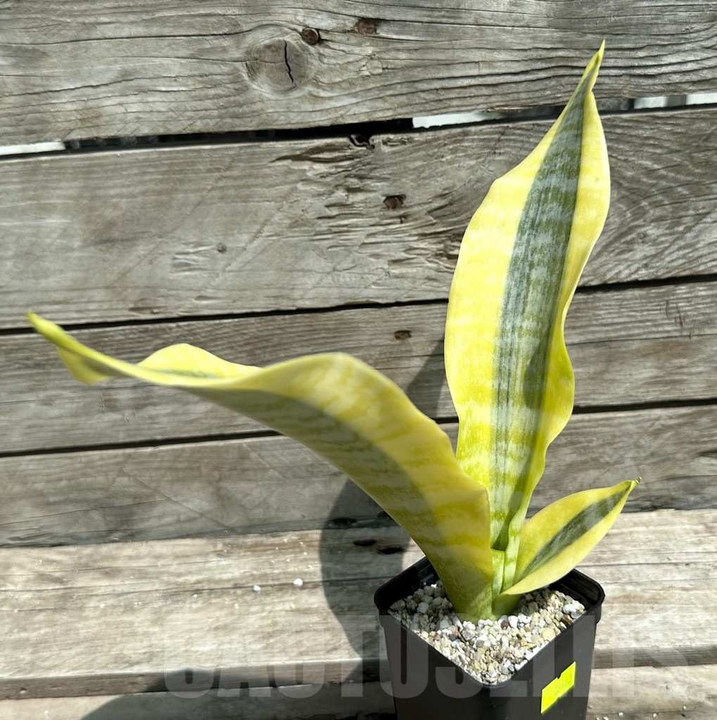 SHPR28482 Sansevieria ‘Gold Superba’ - Obrázek 2
