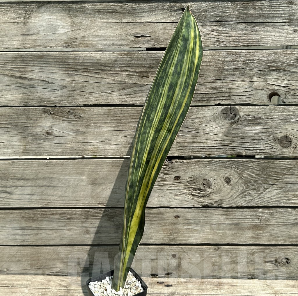 SHPR28484 Sansevieria Masoniana Yellow - Obrázek 2