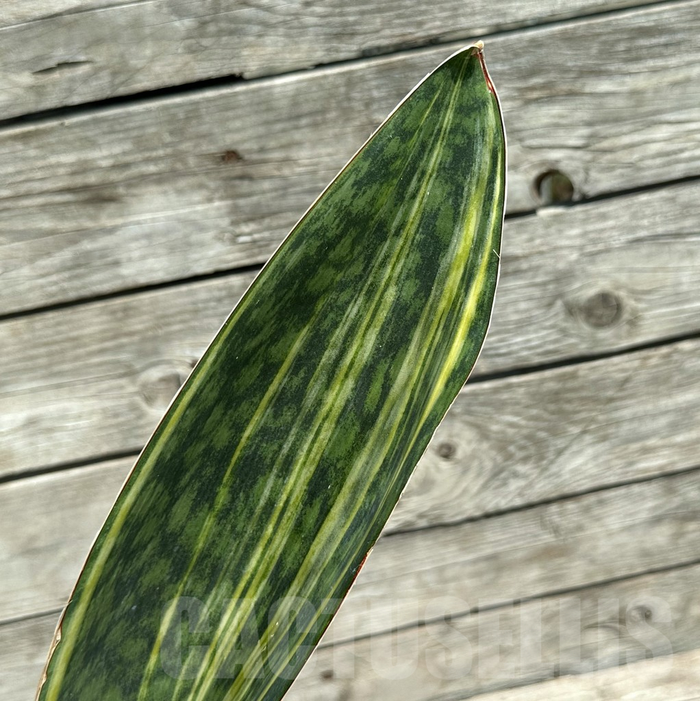 SHPR28484 Sansevieria Masoniana Yellow