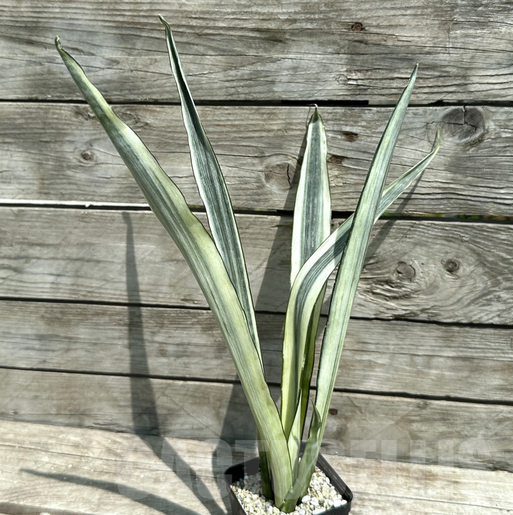SHPR28486 Sansevieria ‘Bantel’ - 画像 (2)