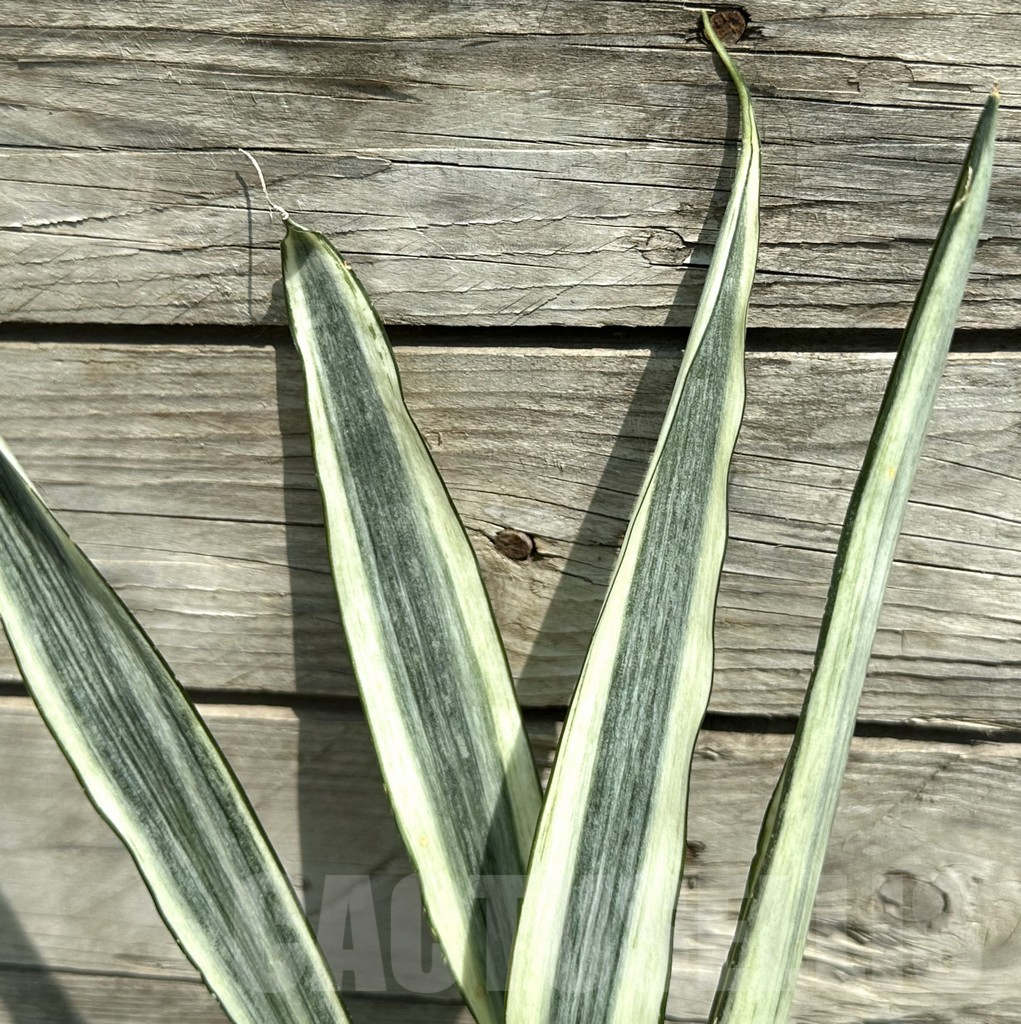SHPR28486 Sansevieria ‘Bantel’