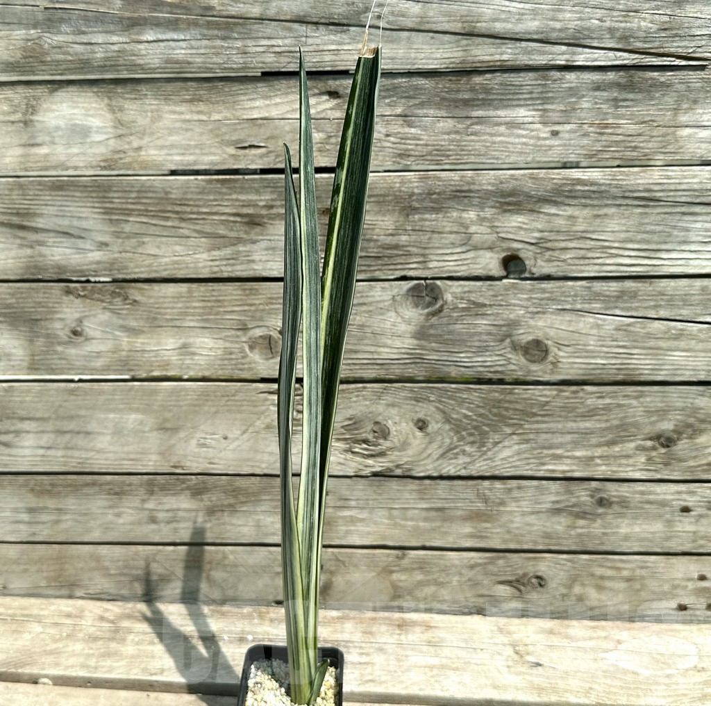 SHPR28487 Sansevieria ‘Bantel’ - 画像 (2)