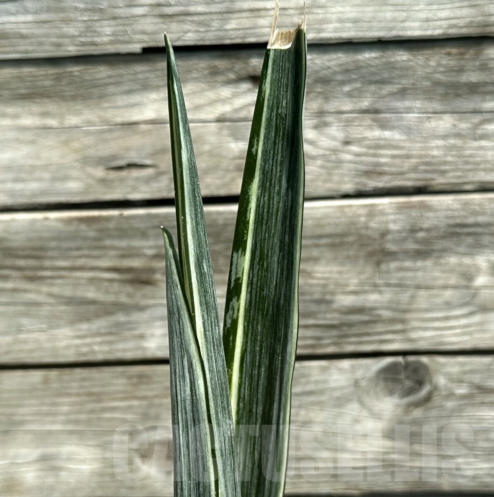 SHPR28487 Sansevieria ‘Bantel’
