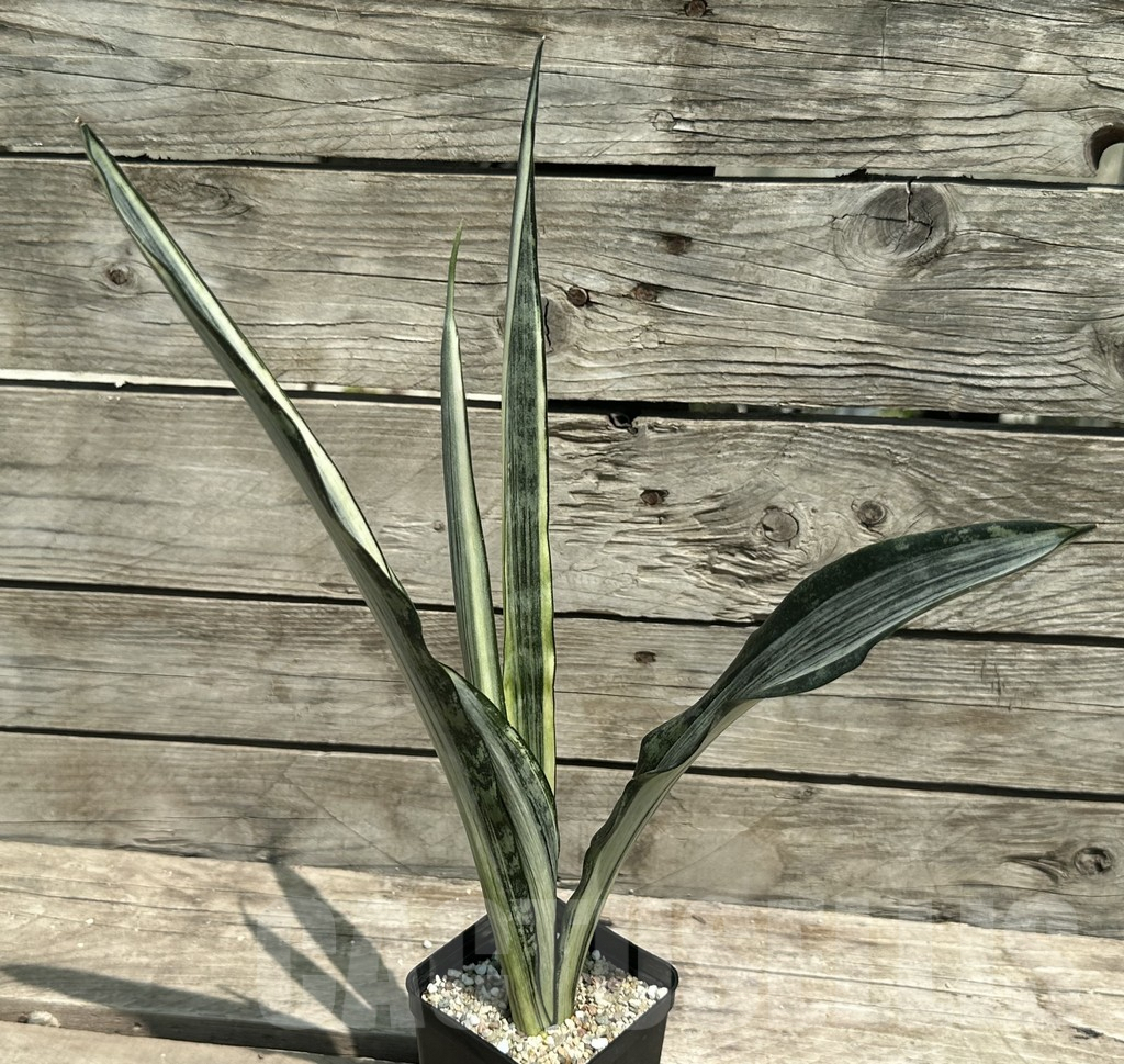 SHPR28488 Sansevieria ‘Bantel Batik' - immagine 2