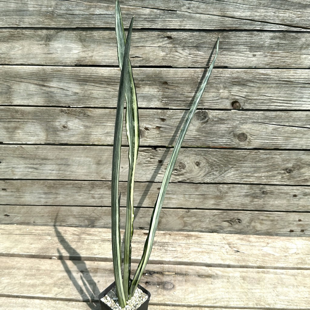SHPR28489 Sansevieria ‘Bantel’ - immagine 2