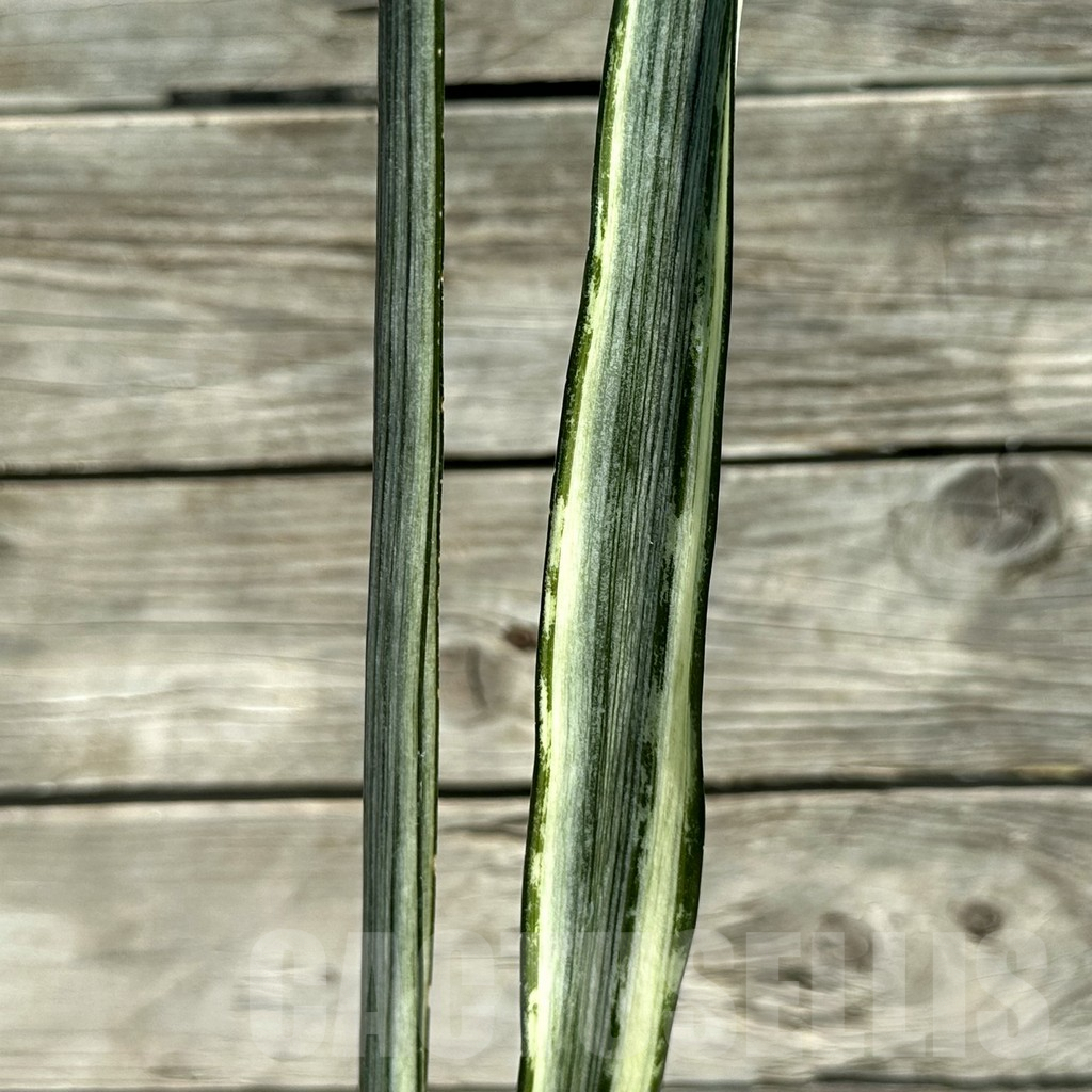 SHPR28489 Sansevieria ‘Bantel’