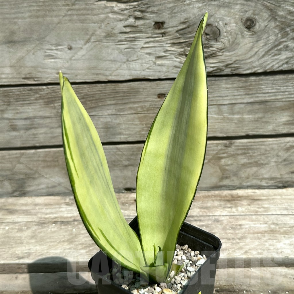 SHPR28490 Sansevieria ‘Moonshine’ f. variegata