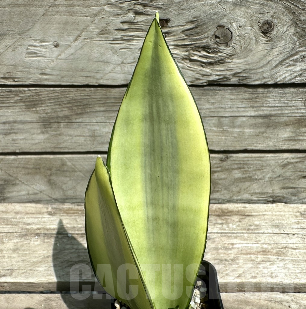SHPR28490 Sansevieria ‘Moonshine’ f. variegata - Image 2