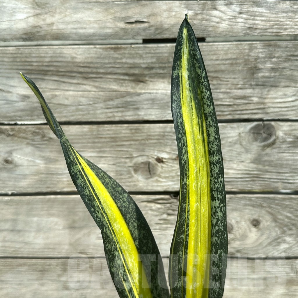 SHPR28493 Sansevieria ‘California’