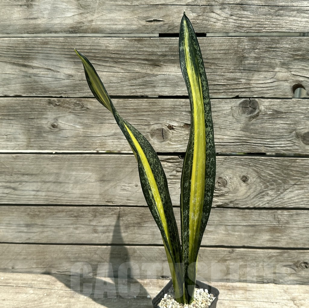 SHPR28493 Sansevieria ‘California’ - Imagen 2