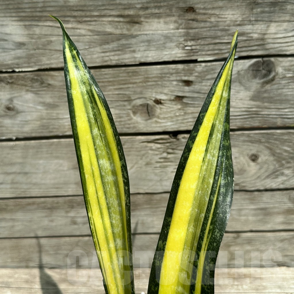 SHPR28494 Sansevieria ‘California’ - immagine 2