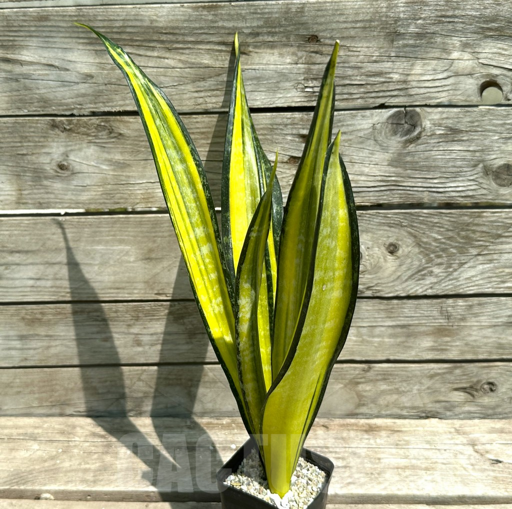 SHPR28494 Sansevieria ‘California’