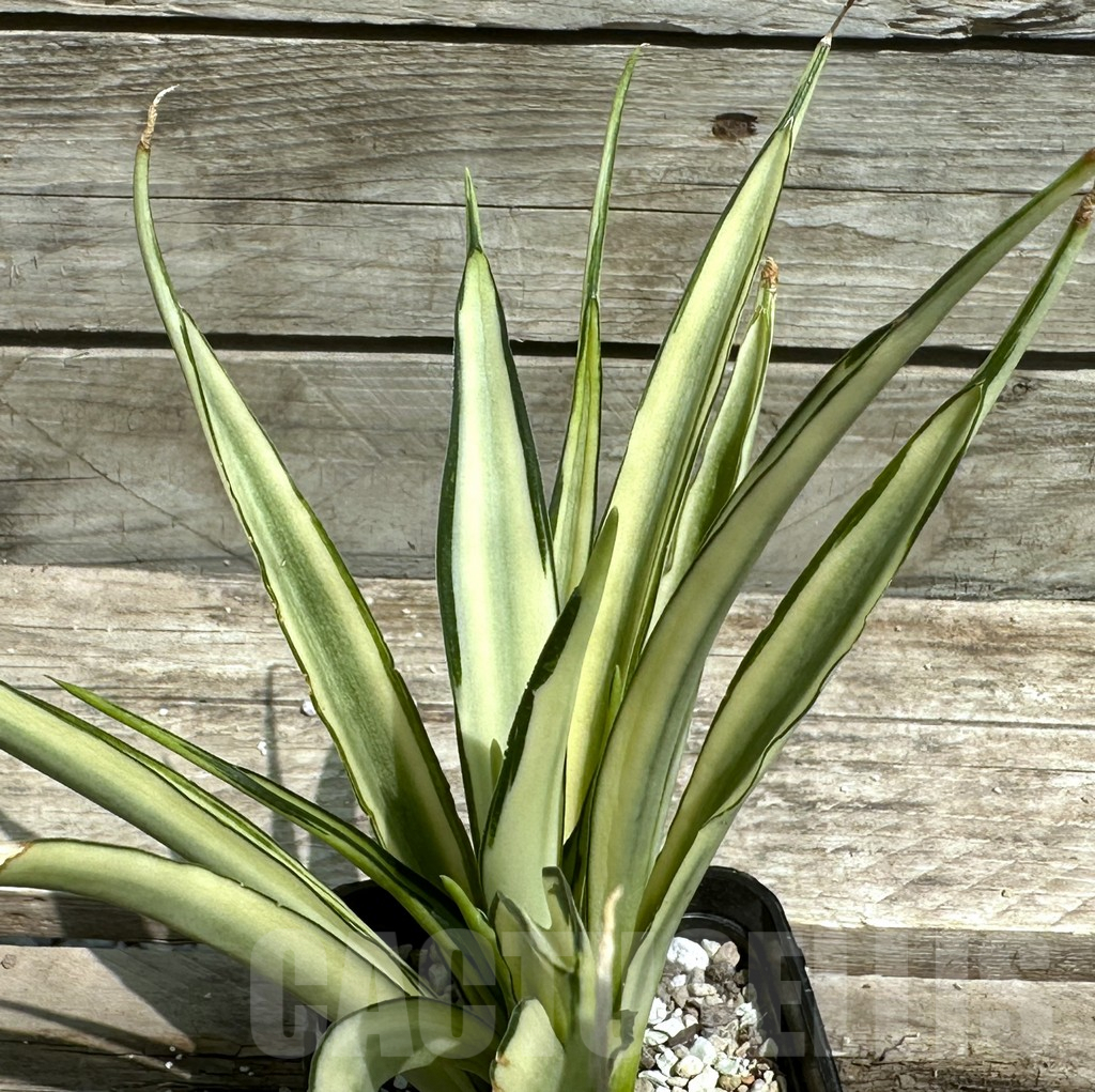 SHPR28496 Sansevieria ‘Parva Lancet’ - Image 2