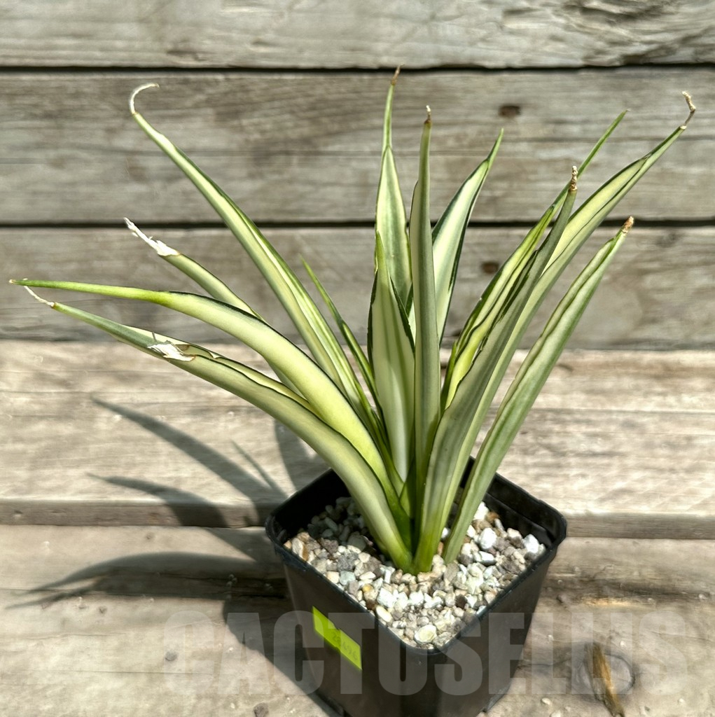 SHPR28496 Sansevieria ‘Parva Lancet’