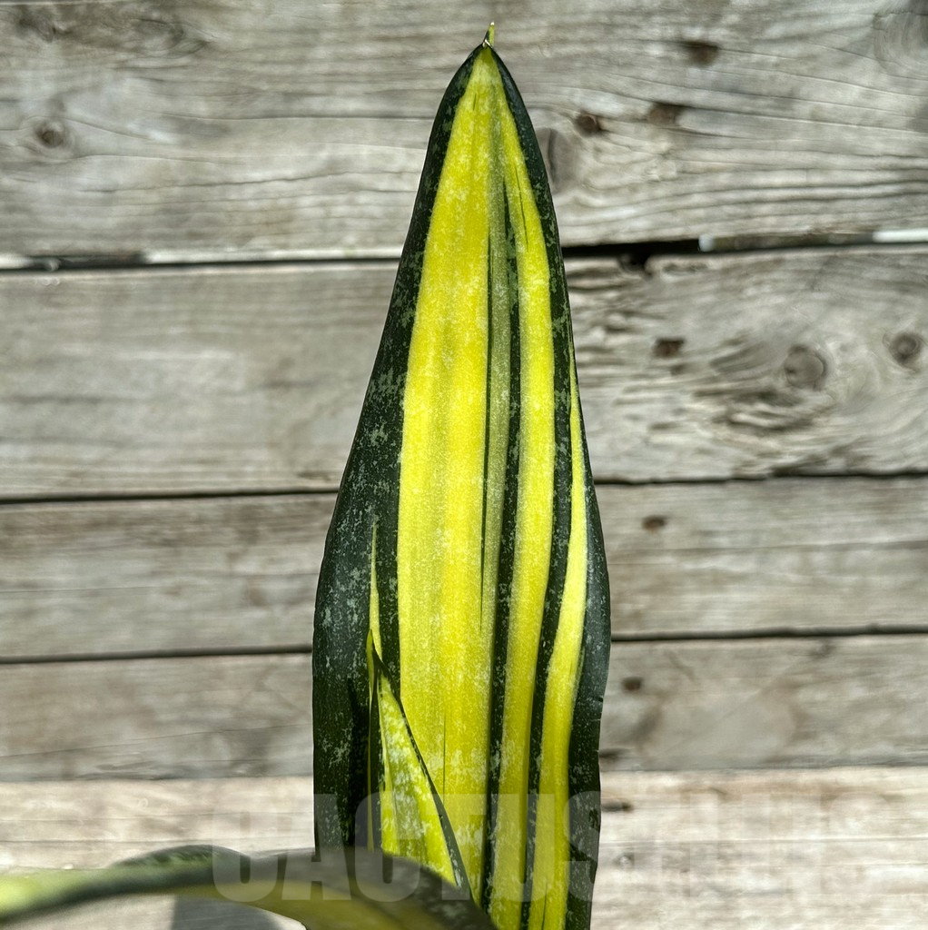 SHPR28497 Sansevieria ‘California’ - Image 2