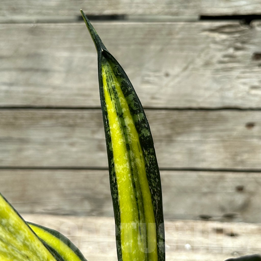 SHPR28498 Sansevieria ‘California’