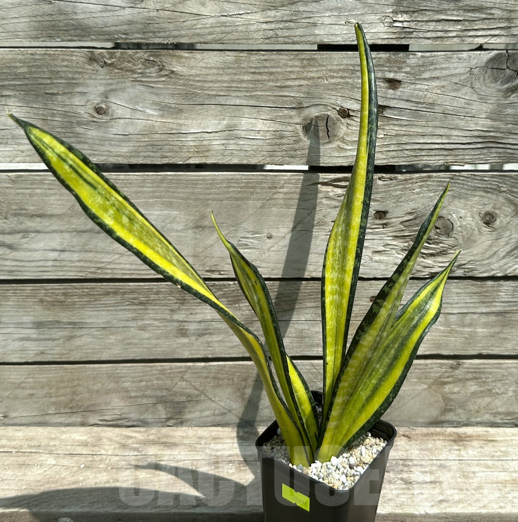 SHPR28498 Sansevieria ‘California’ - Image 2