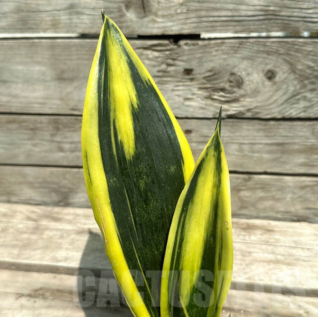 SHPR28506 Sansevieria ‘Gold Flame’