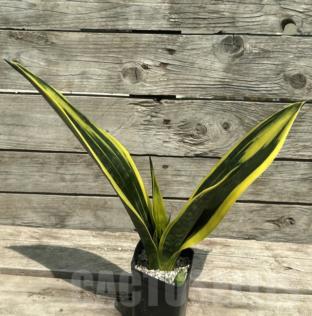 SHPR28506 Sansevieria ‘Gold Flame’ - Image 2