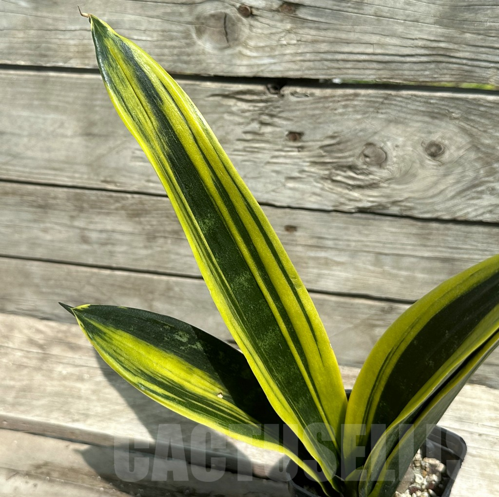 SHPR28507 Sansevieria trifasciata ‘Golden Flame’