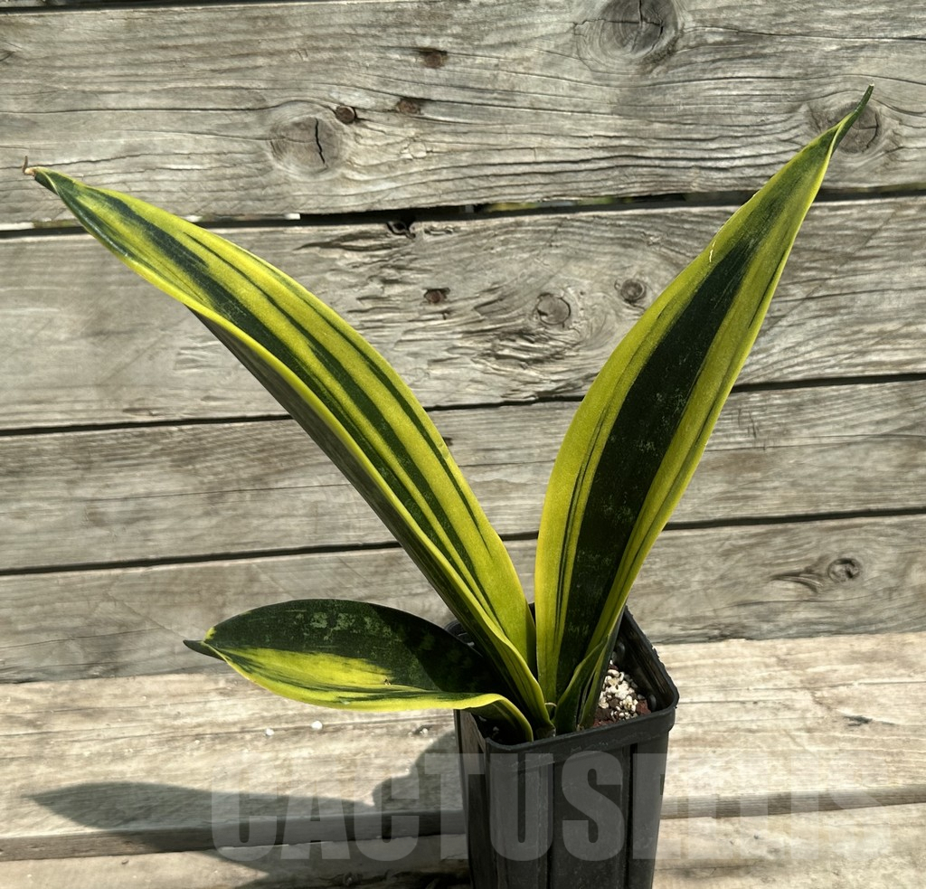SHPR28507 Sansevieria trifasciata ‘Golden Flame’ - Image 2