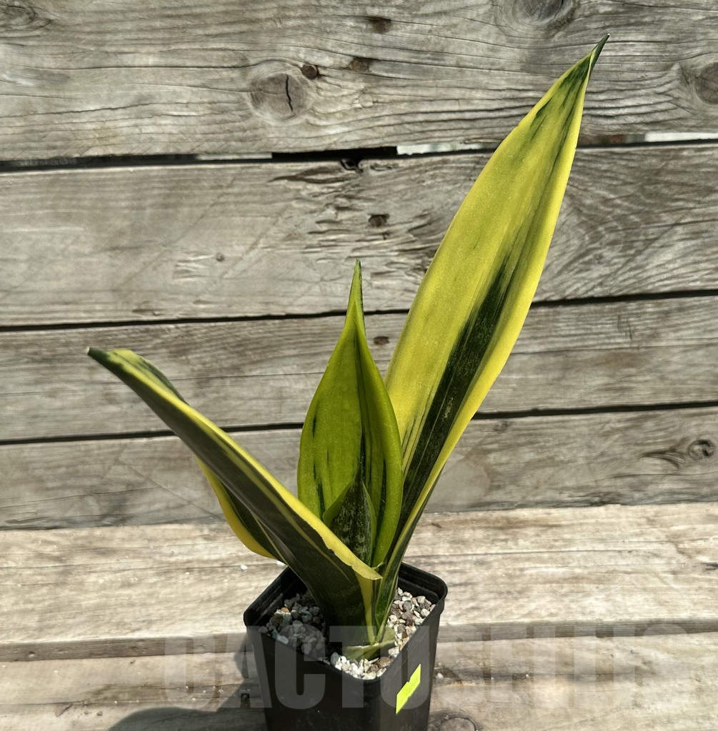 SHPR28509 Sansevieria ‘Gold Flame’ - Image 2