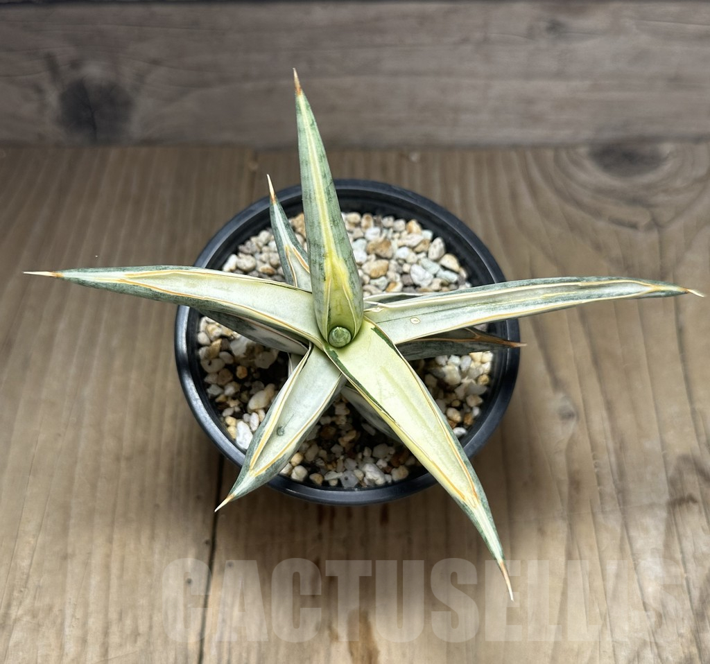 SHPR28514 Sansevieria ‘Blue Clone’ - Image 2