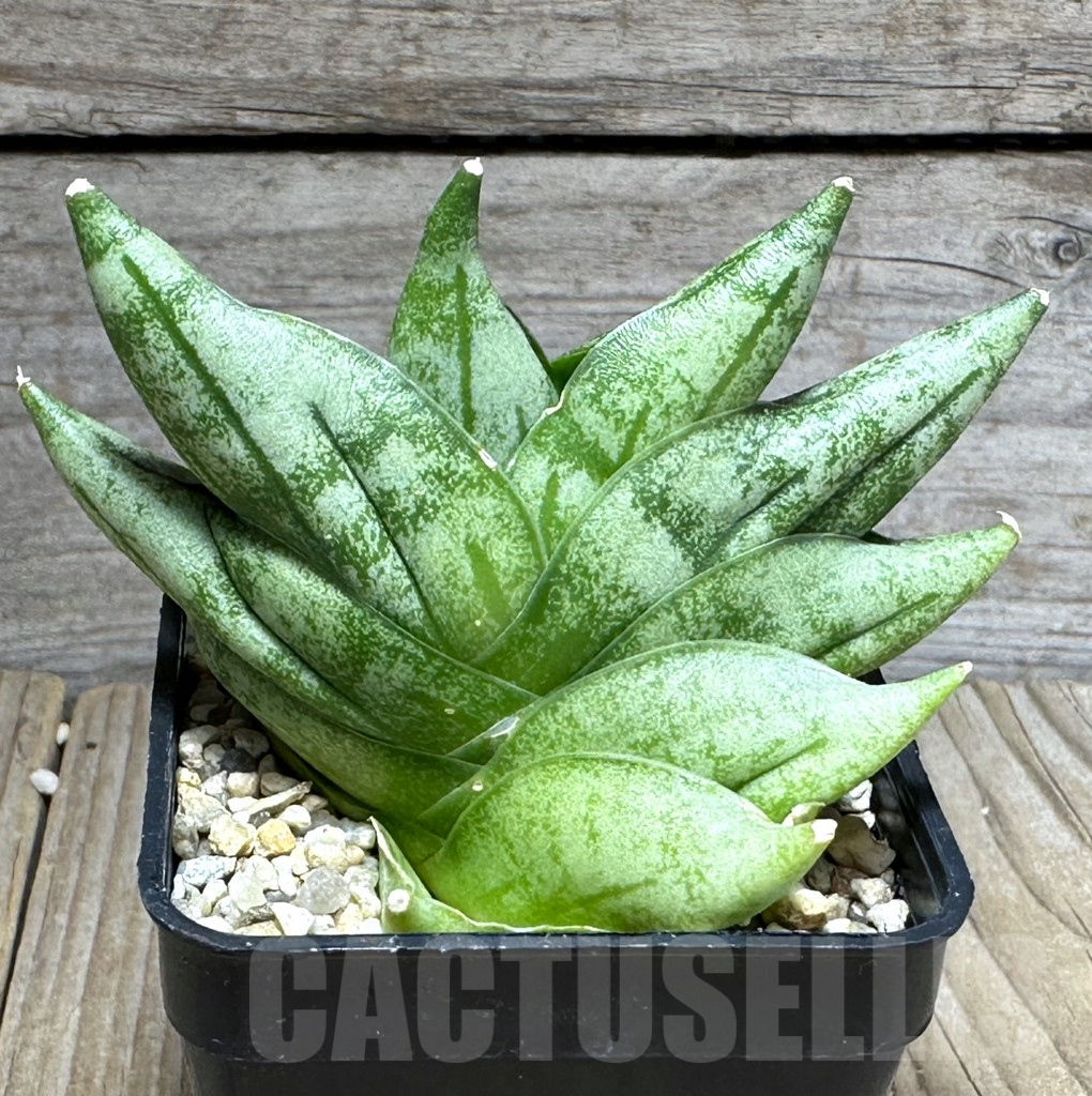 SHPR28589 Sansevieria ‘Vienna’ hybrid