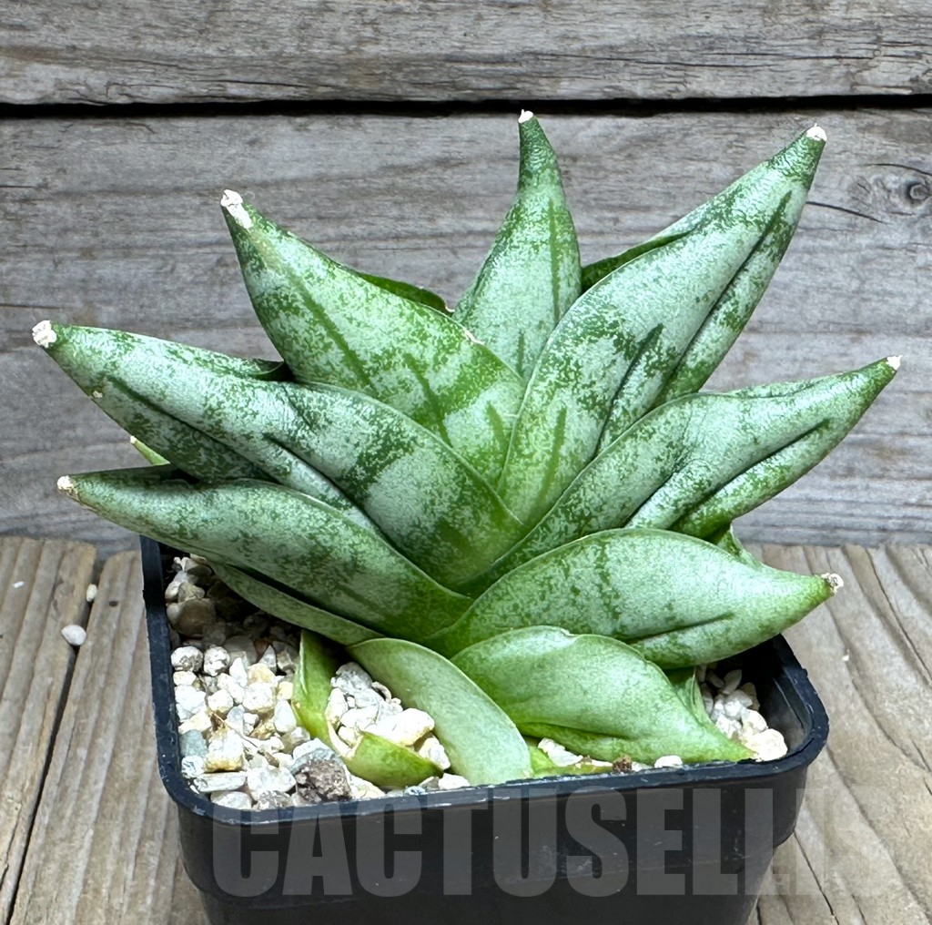SHPR28589 Sansevieria ‘Vienna’ hybrid - immagine 2
