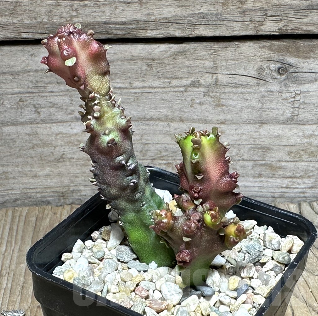 SHPR28590 Euphorbia lactea f. monstrose