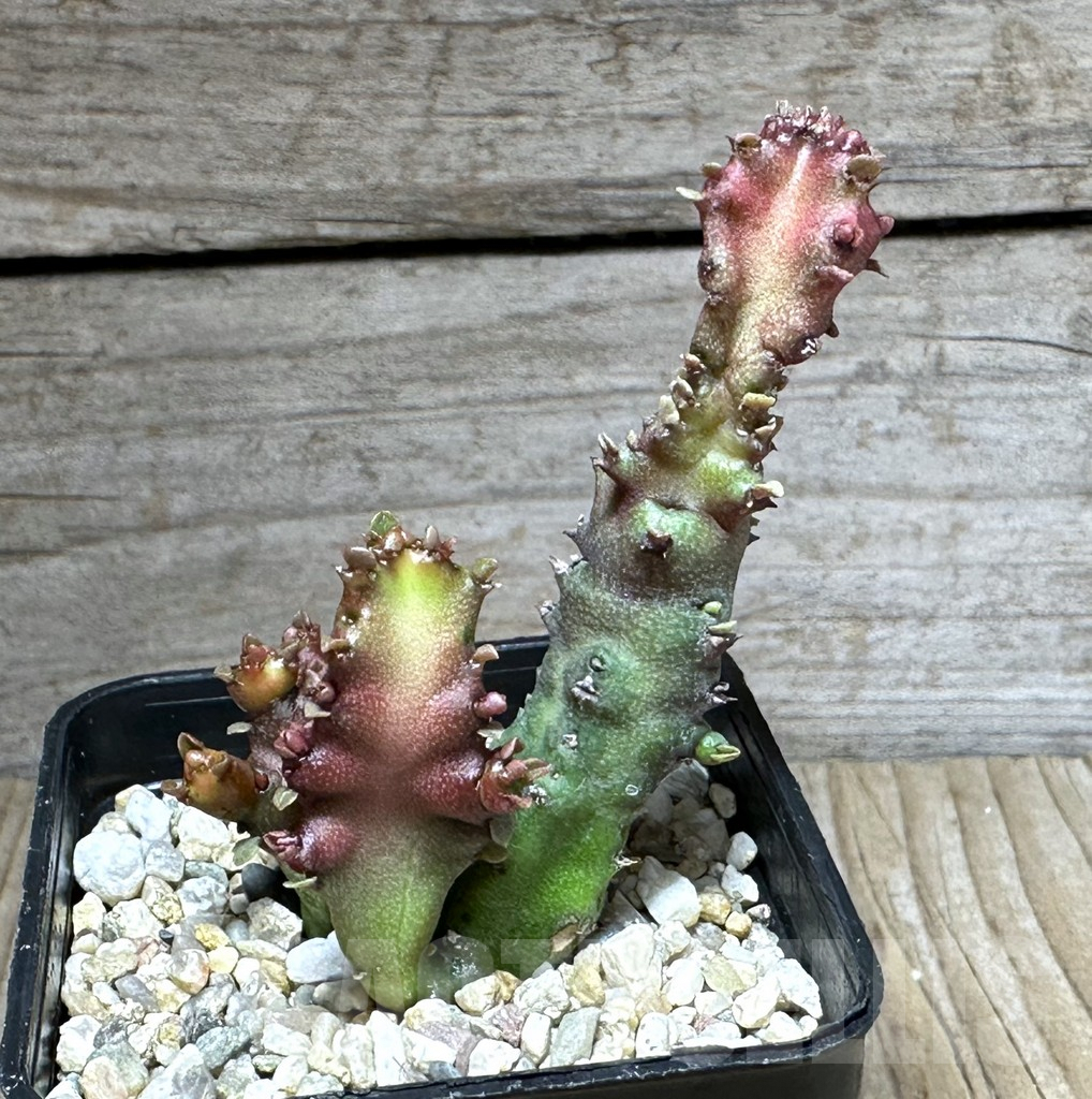 SHPR28590 Euphorbia lactea f. monstrose - Image 2