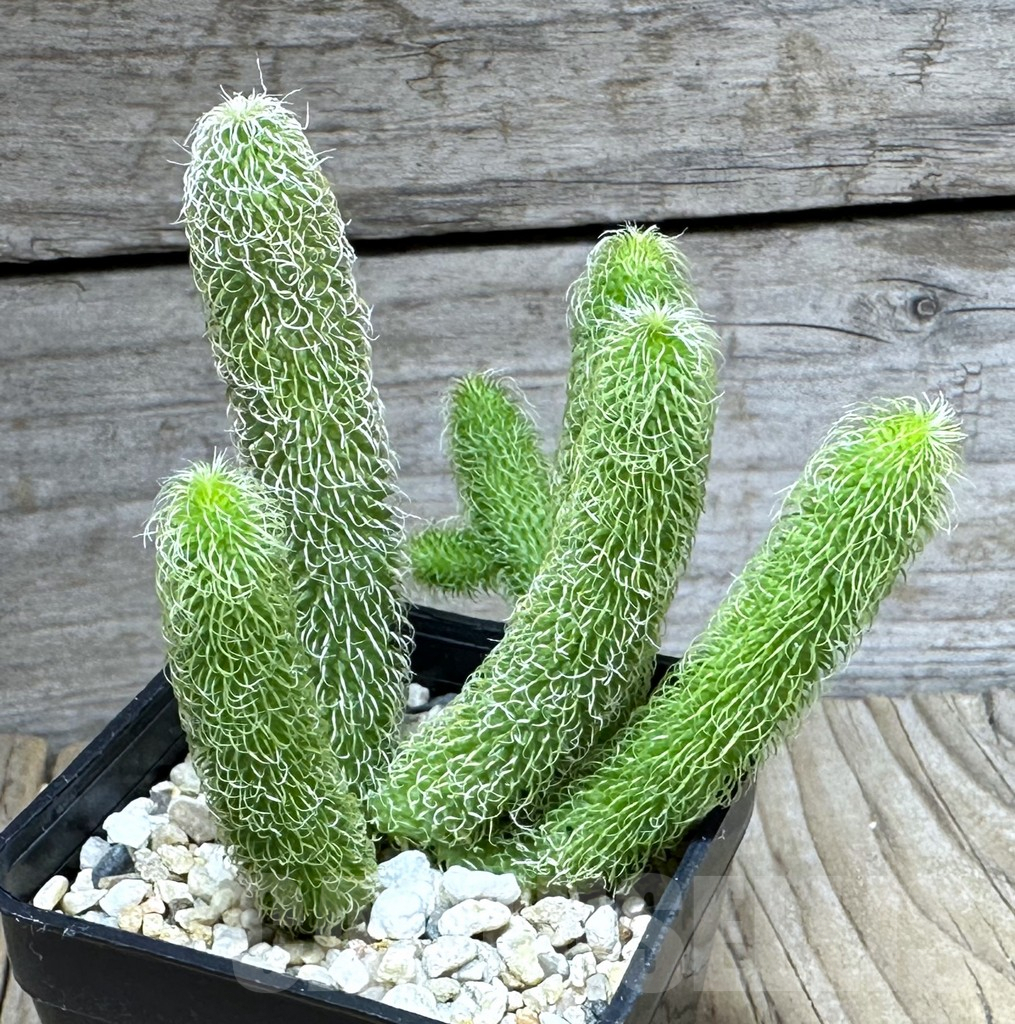 SHPR28591 Stapelianthus pilosus - Image 2