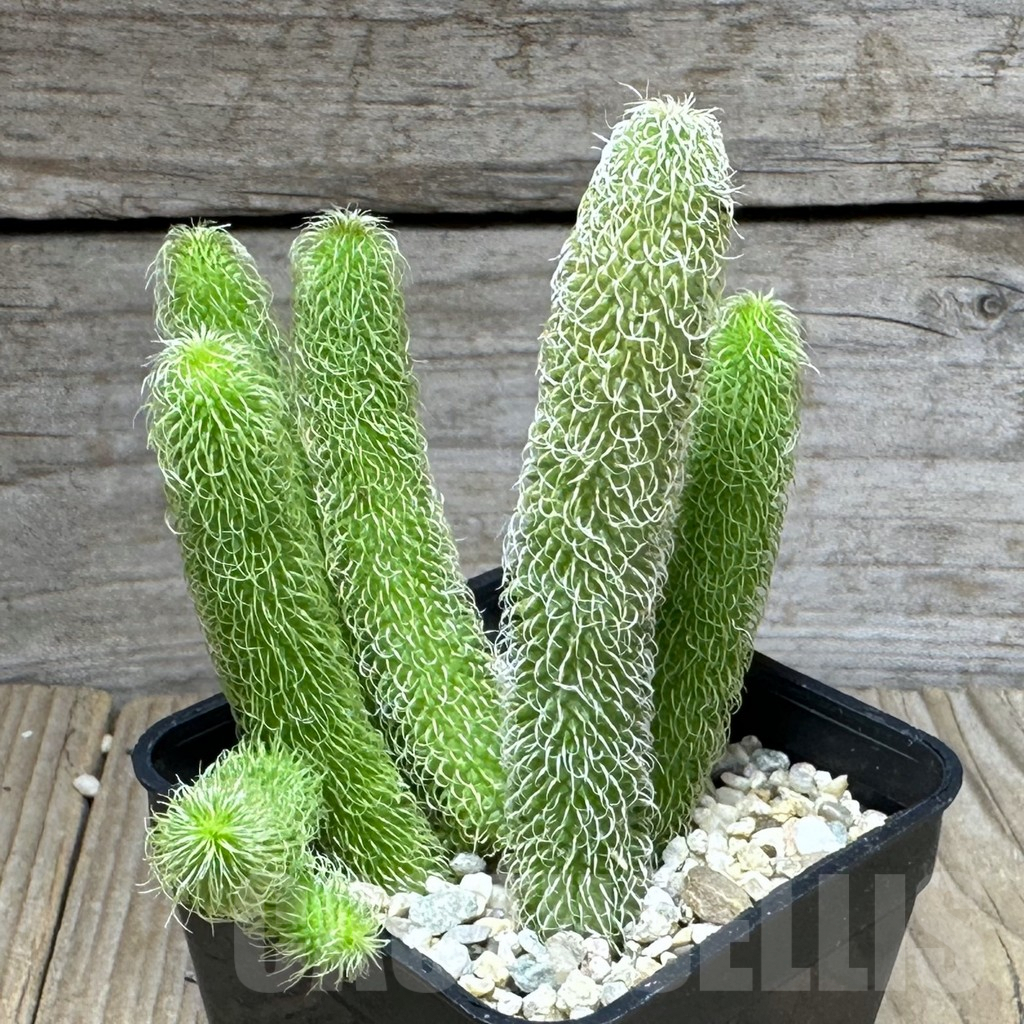 SHPR28591 Stapelianthus pilosus