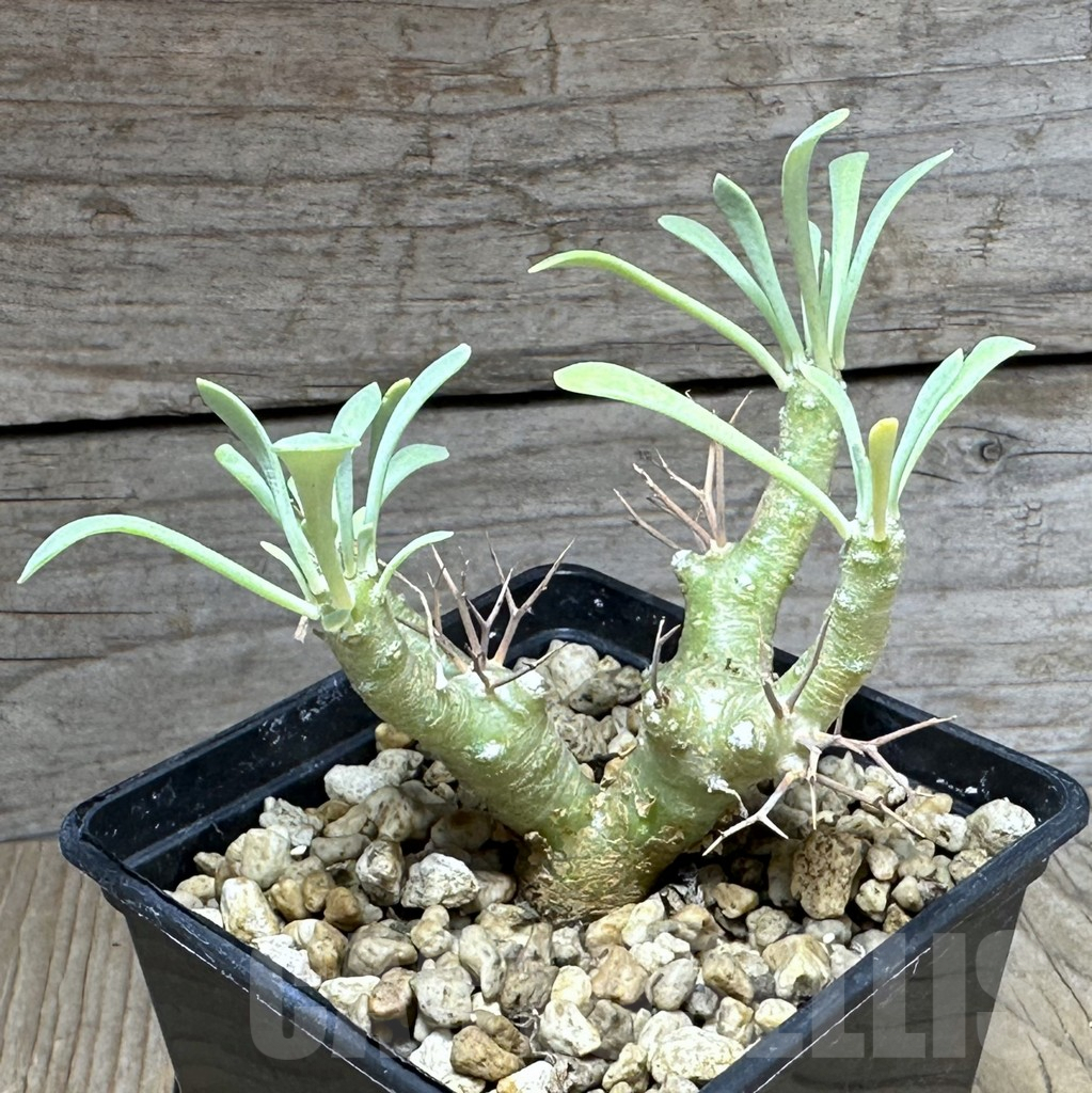 SHPR28592 Othonna euphorbioides - Image 2