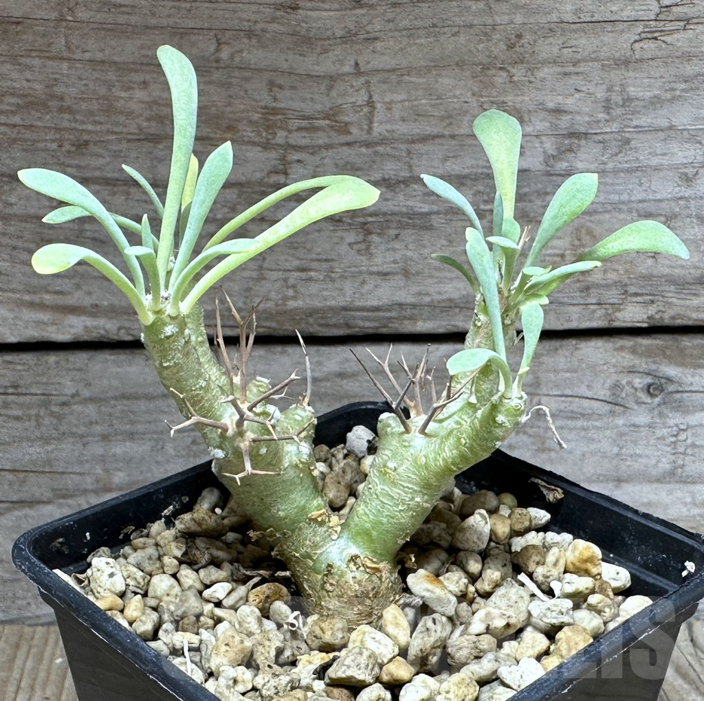 SHPR28592 Othonna euphorbioides