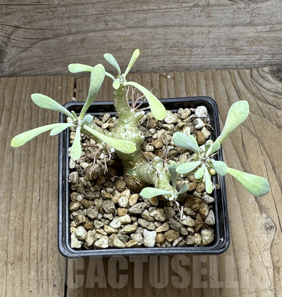 SHPR28592 Othonna euphorbioides - Image 3