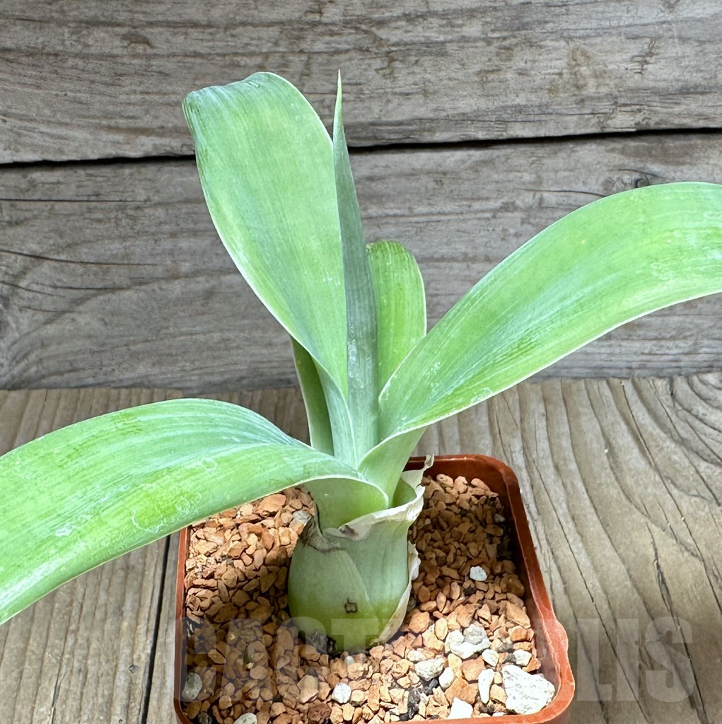 SHPR28593 Agave attenuata -Tenerife-