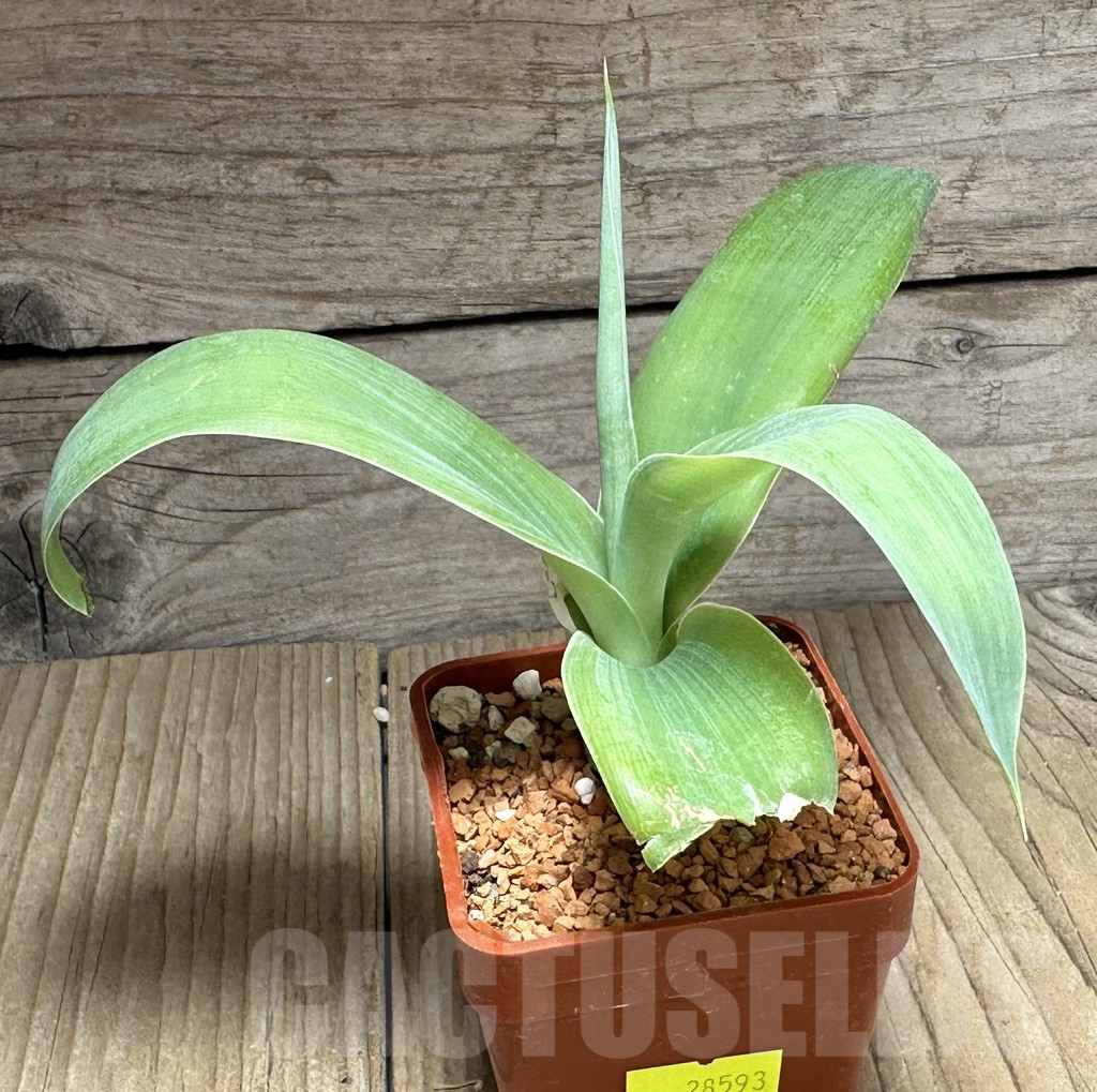 SHPR28593 Agave attenuata -Tenerife- - Image 2