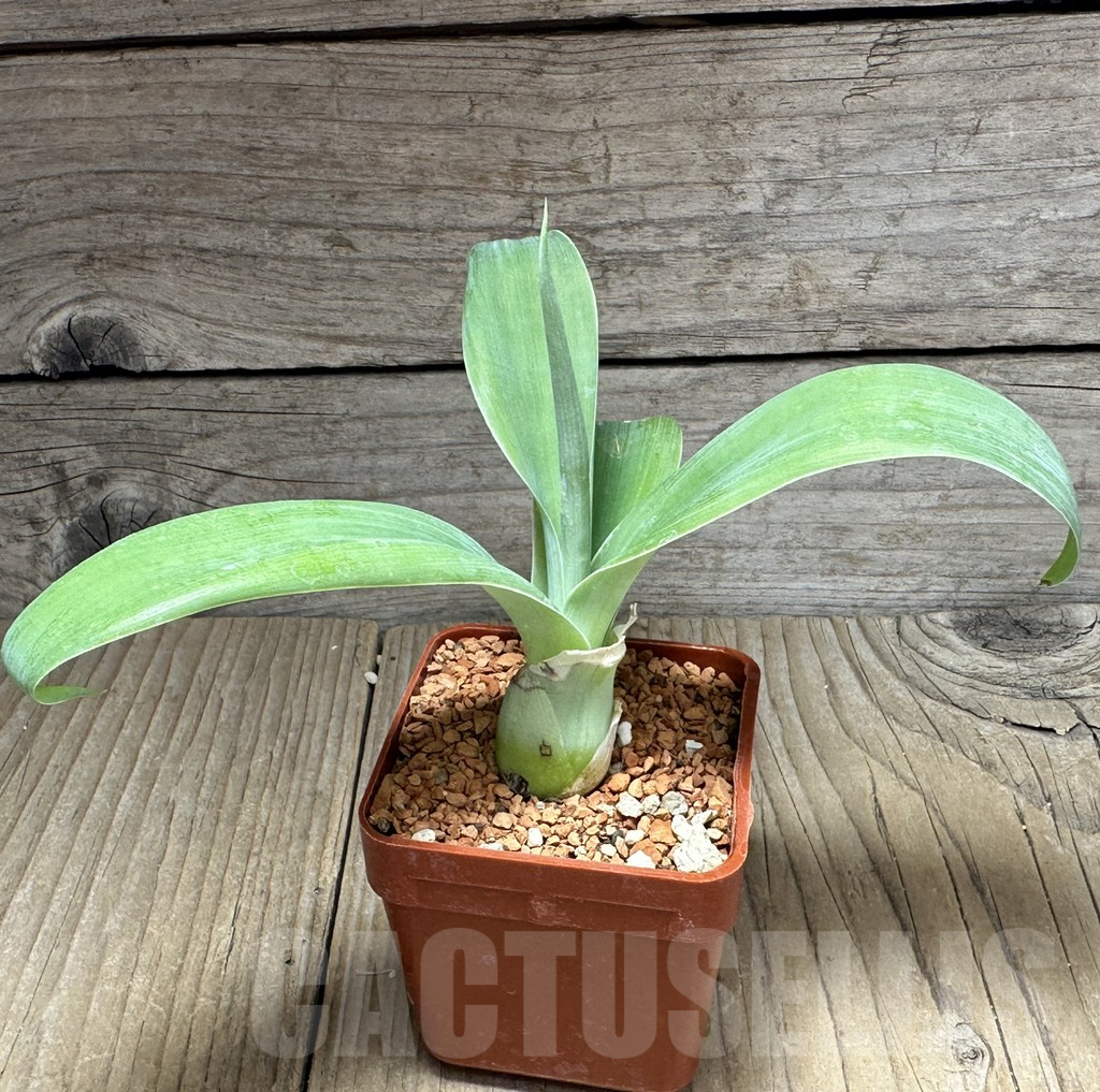 SHPR28593 Agave attenuata -Tenerife- - Image 3