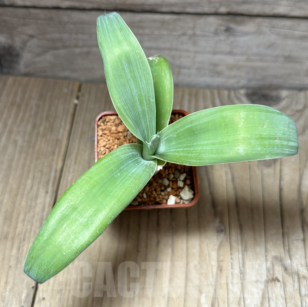 SHPR28593 Agave attenuata -Tenerife- - Image 4