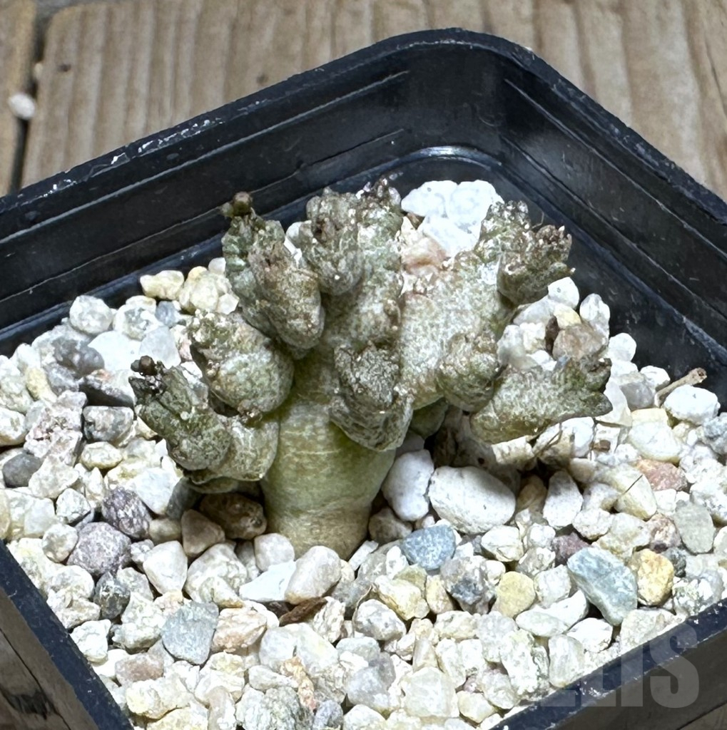 SHPR28594 Pseudolithos mccoyi - Image 2