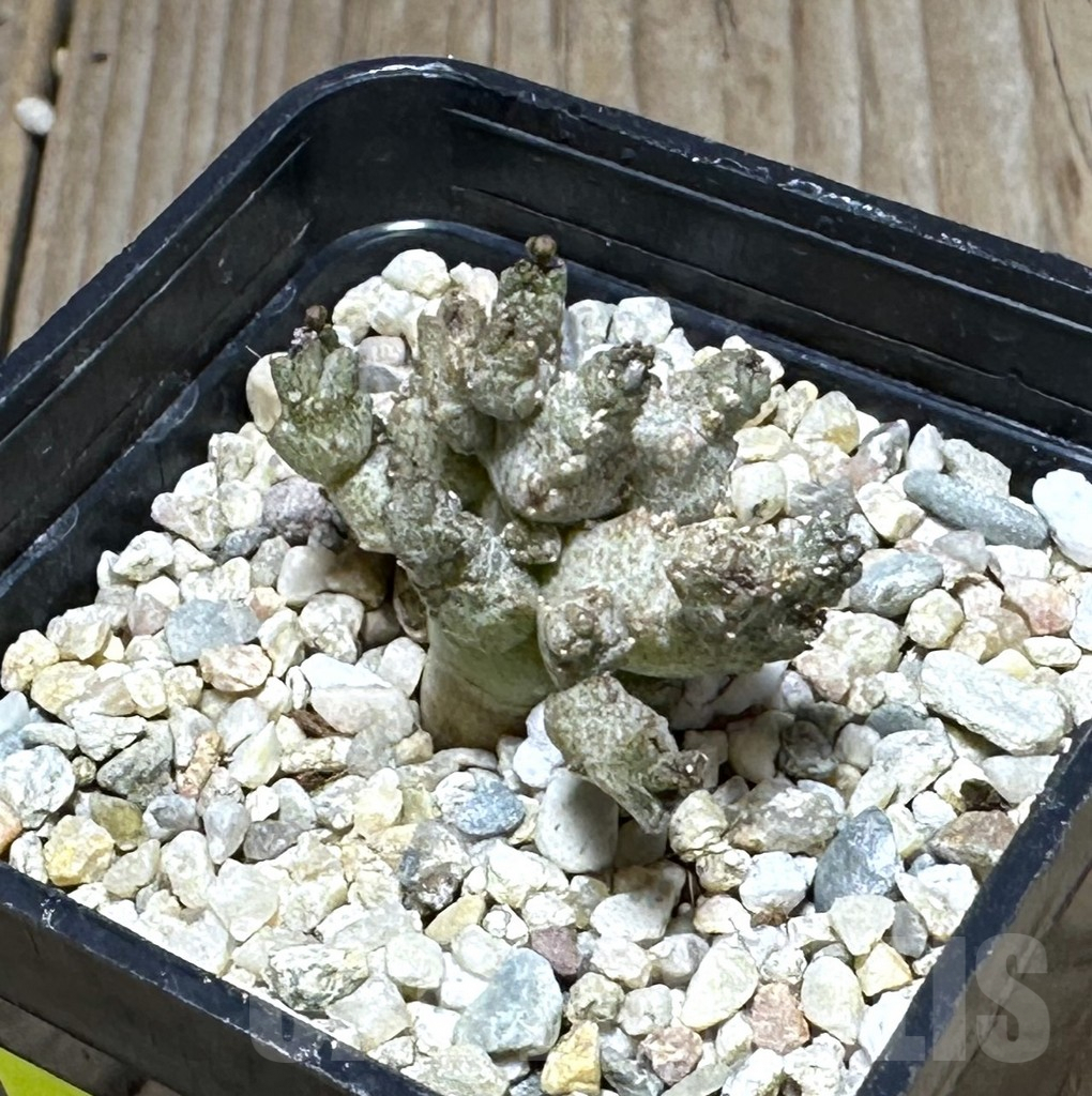 SHPR28594 Pseudolithos mccoyi